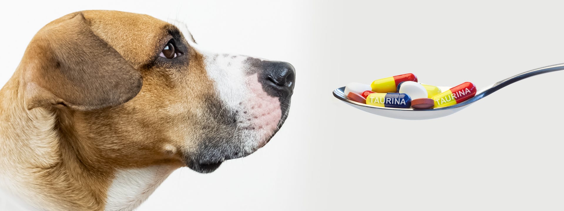 Cómo incluir la taurina en la dieta de tu perro