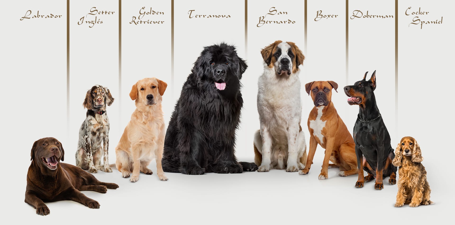 Razas de perros CMD