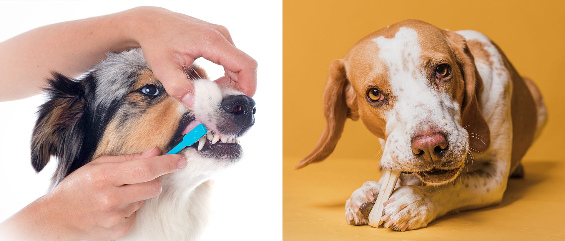 higiene dental en perros
