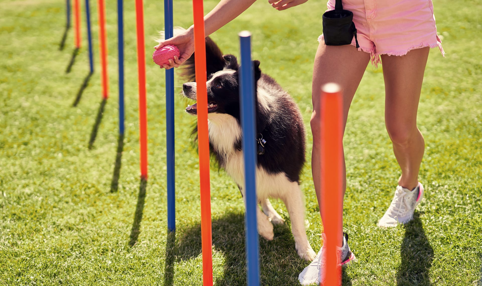 puede un perro de 6 años comenzar el entrenamiento de agilidad