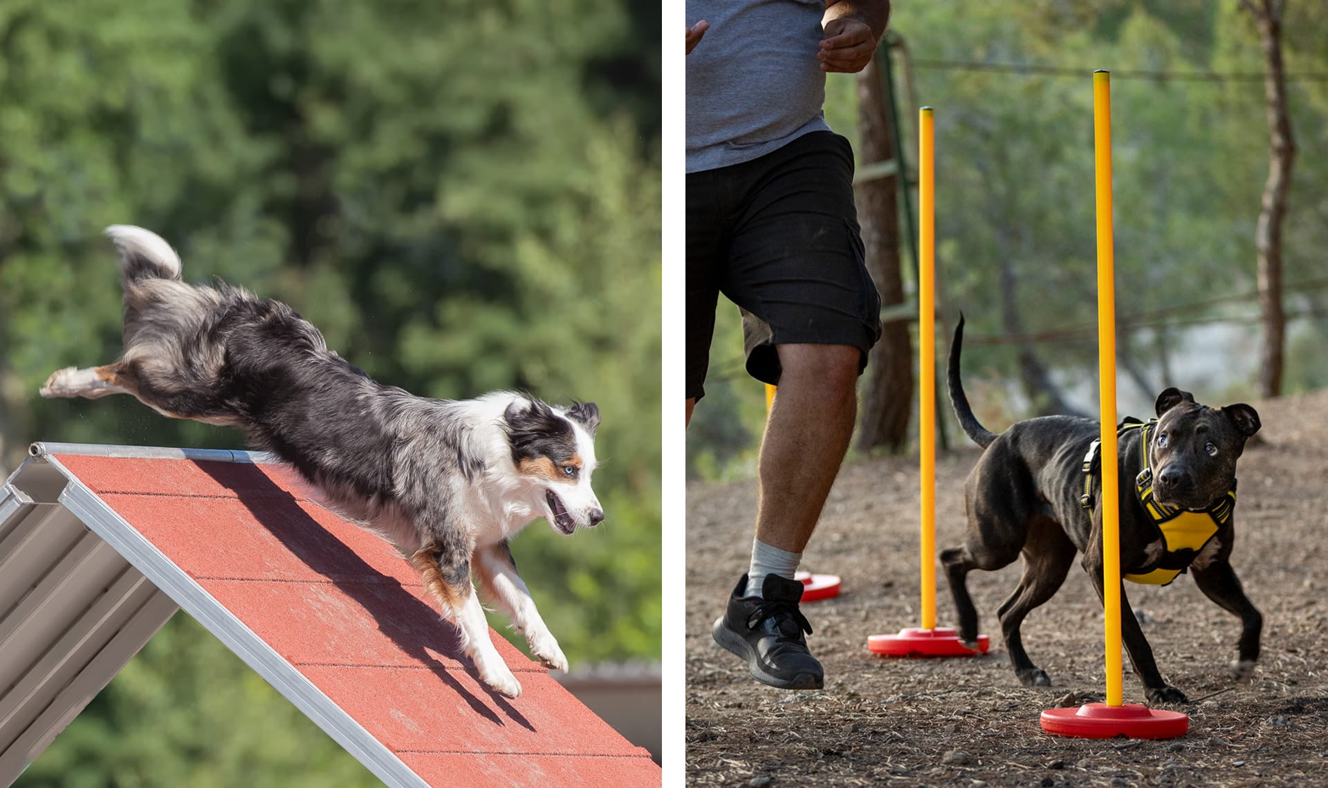 Juegos de agility para perros online