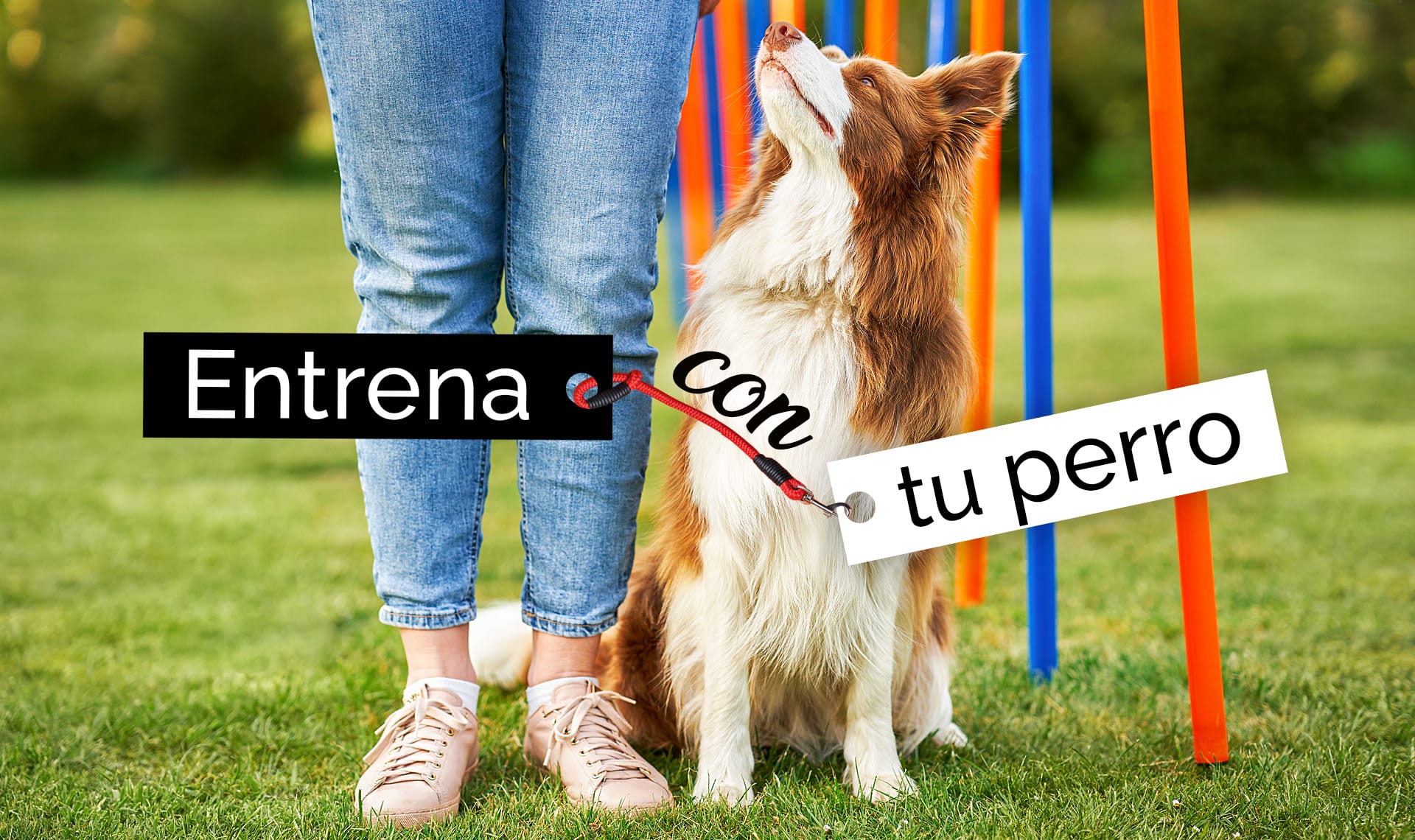 puede un perro de 6 años comenzar el entrenamiento de agilidad