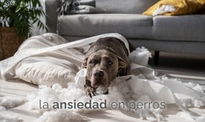 Comportamiento destructivo por ANSIEDAD en perros