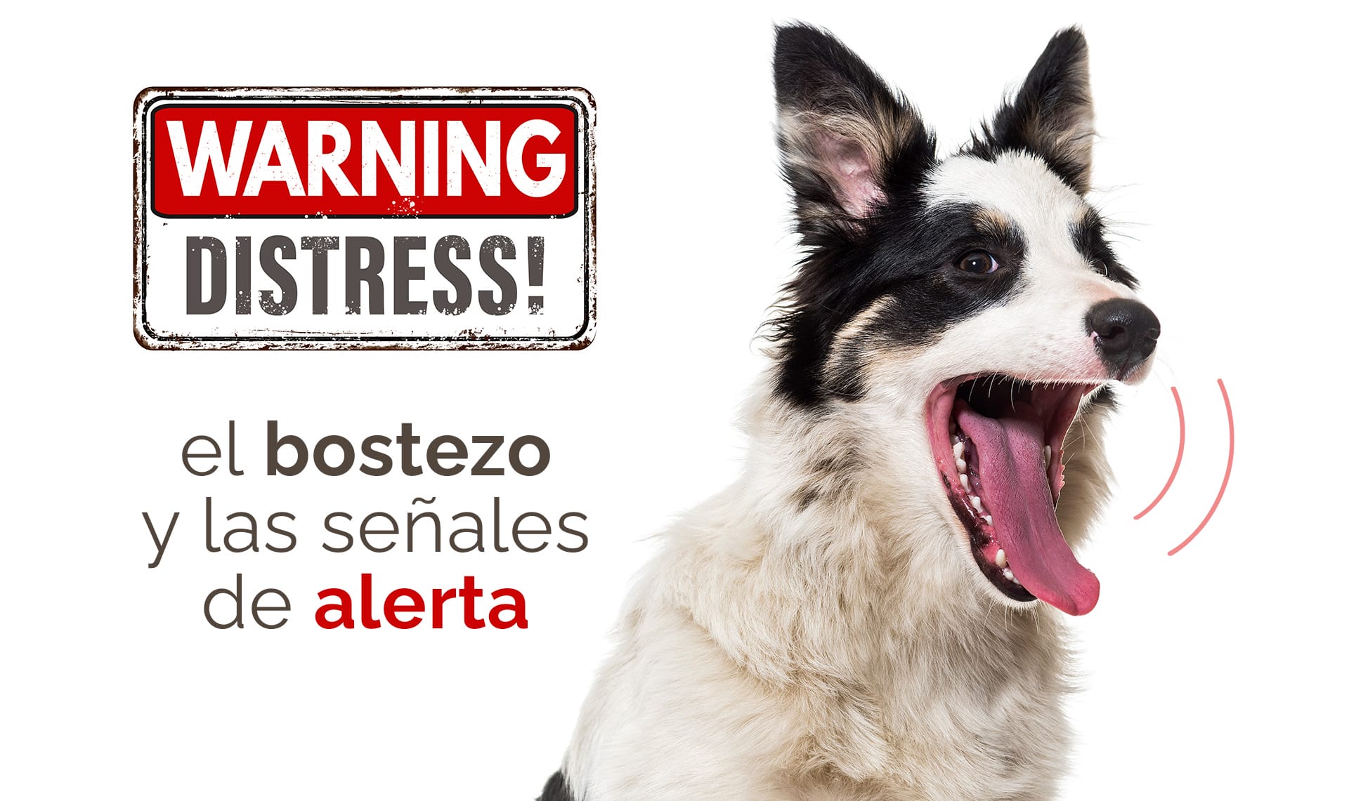 El BOSTEZO en perros: señales de alerta