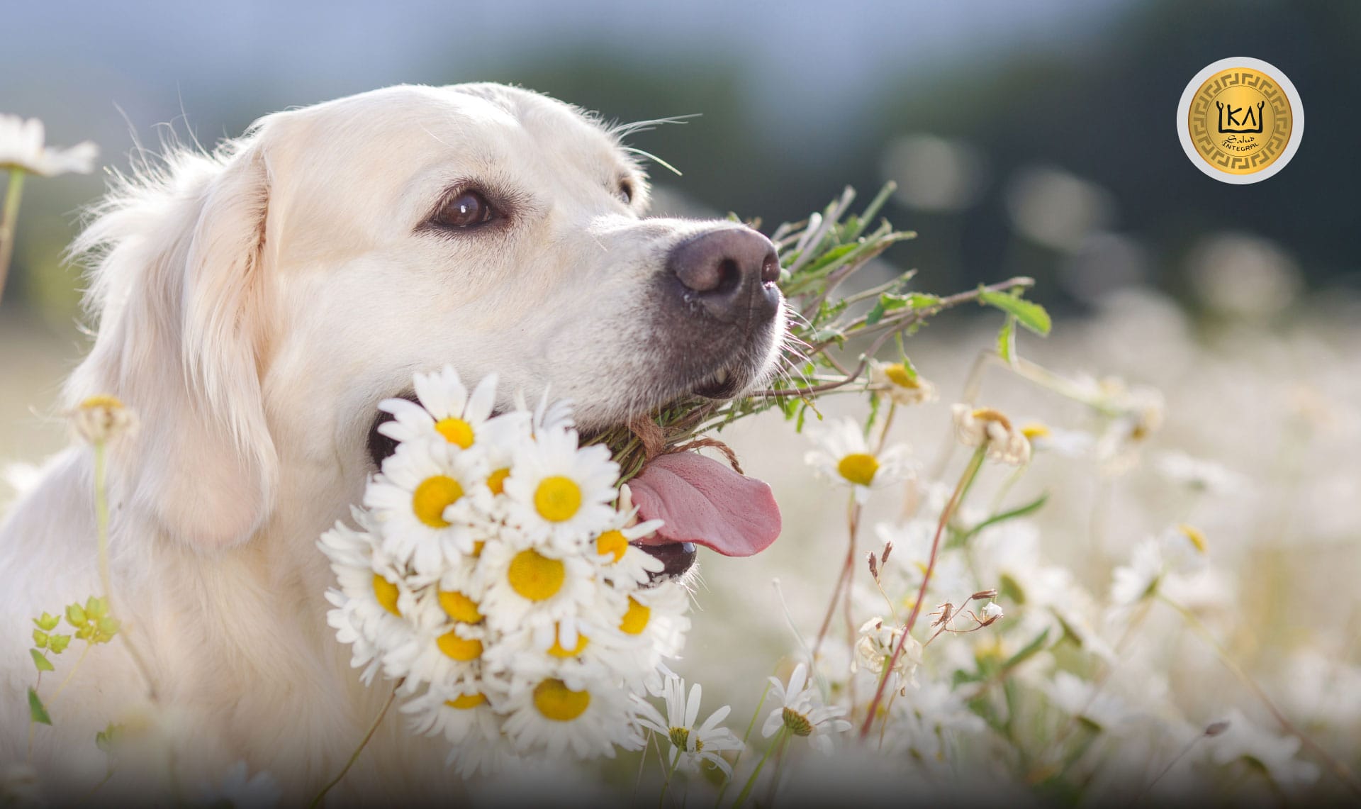 500 mg de raíz de valeriana son seguros para perros