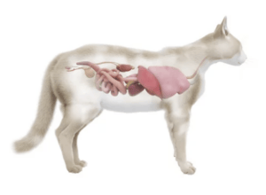 gato higado