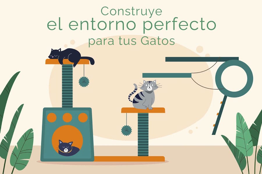 Actividades físicas para gatos 