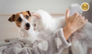 Las emociones y el vínculo especial entre humanos y animales