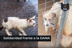 Campaña Solidaridad Feral frente a la DANA