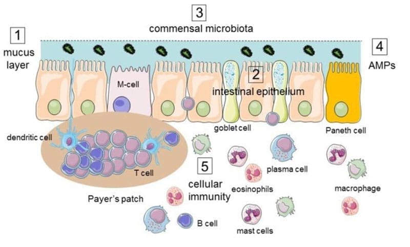 Claves para prevenir y tratar la inflamación intestinal IBD en perros y gatos