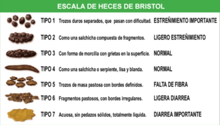Claves para prevenir y tratar la inflamación intestinal IBD en perros y gatos