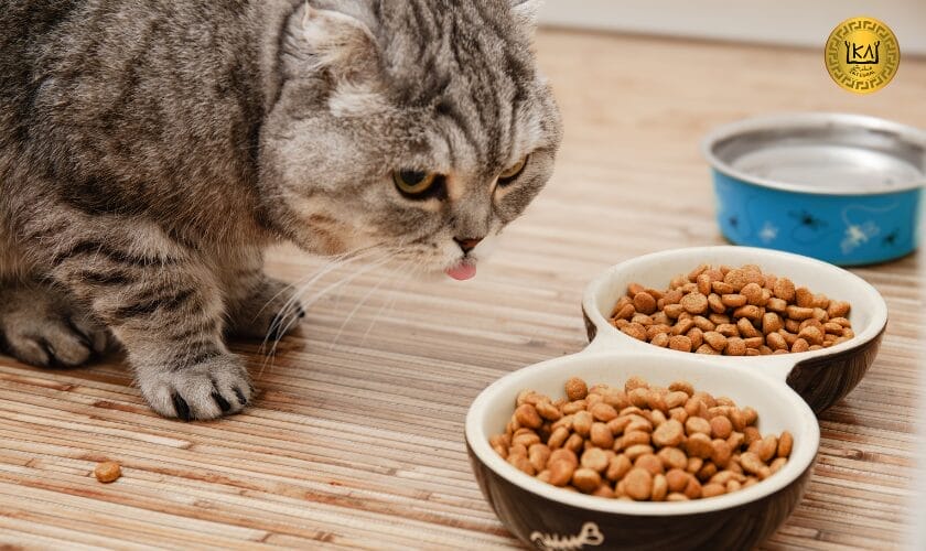 Cómo elegir el mejor pienso para gatos según su edad y condición