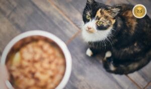 Cómo alimentar a un gato con problemas renales