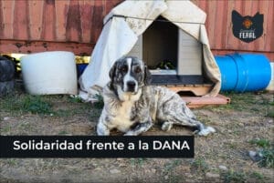 Memorias Enero 2025: Solidaridad Feral frente a la DANA