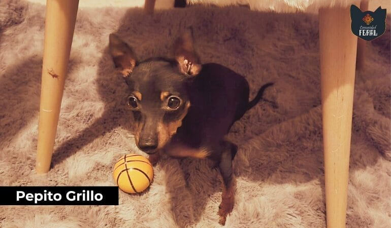 De la basura al corazon - Pepito Grillo