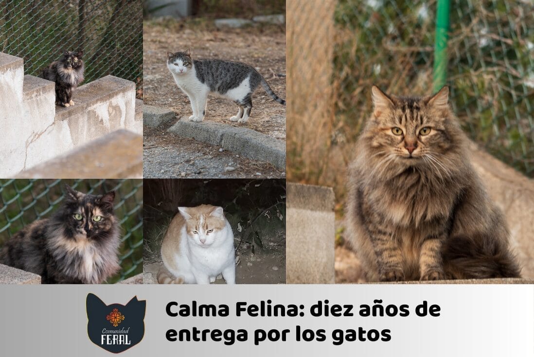 Acciones Sociales - Calma Felina