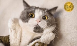 Relación entre el sistema inmunológico y la salud emocional de gatos y perros