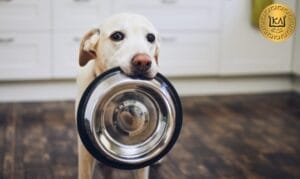 Ayuno intermitente en perros