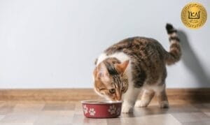 ¿Cuánta comida debe comer un gato al día Guía completa con cálculo y consejos