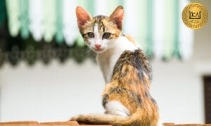 Cómo manejar la anorexia en gatos estrategias nutricionales efectivas
