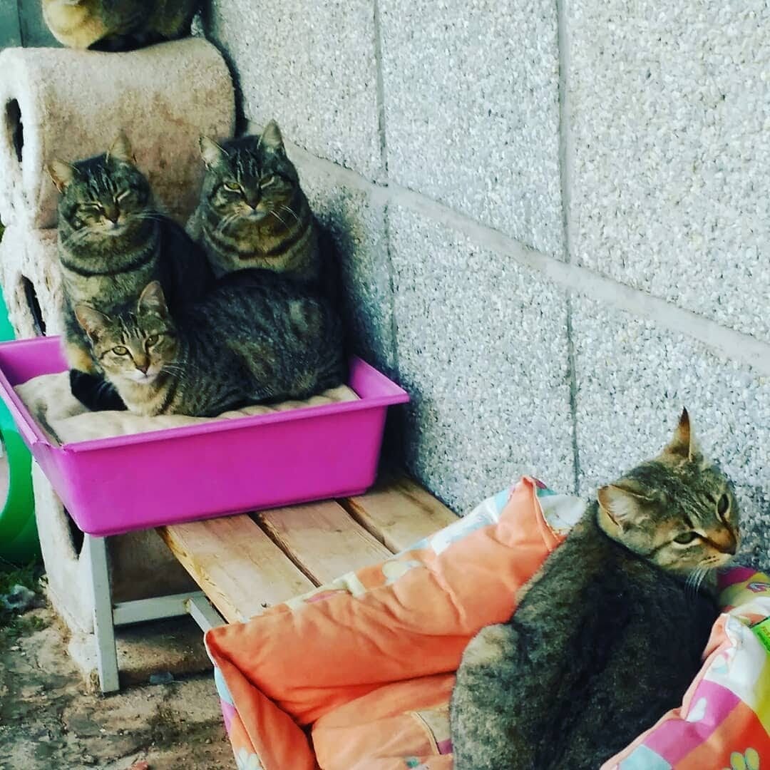 Gatos de Monistrol mirándonos