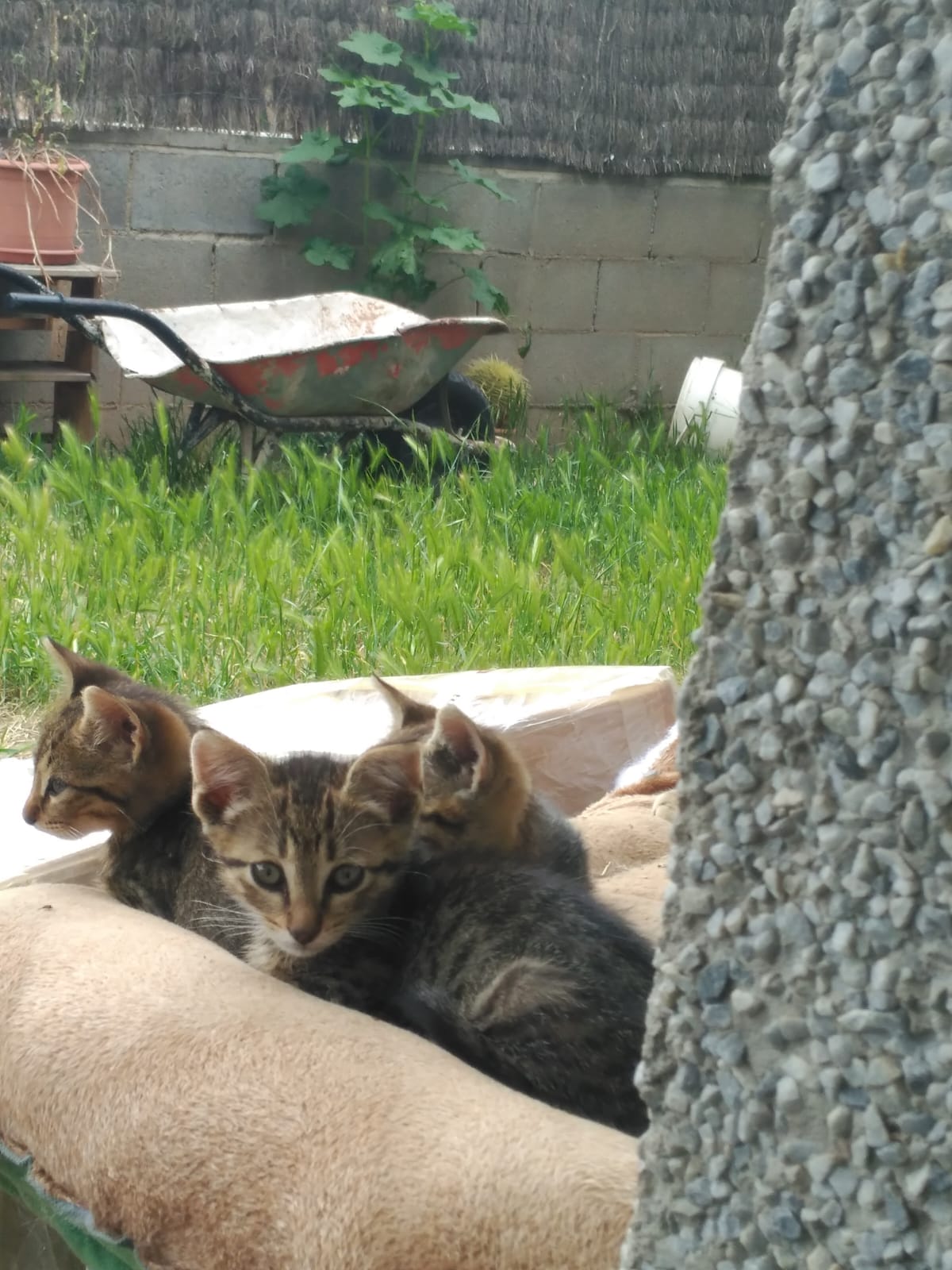 Gatos de Monistrol en el Jardin