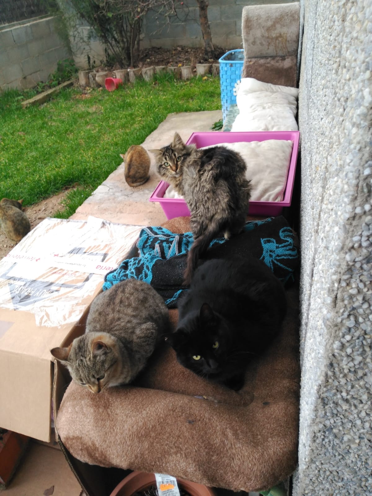 Gatos de Monistrol: descansando