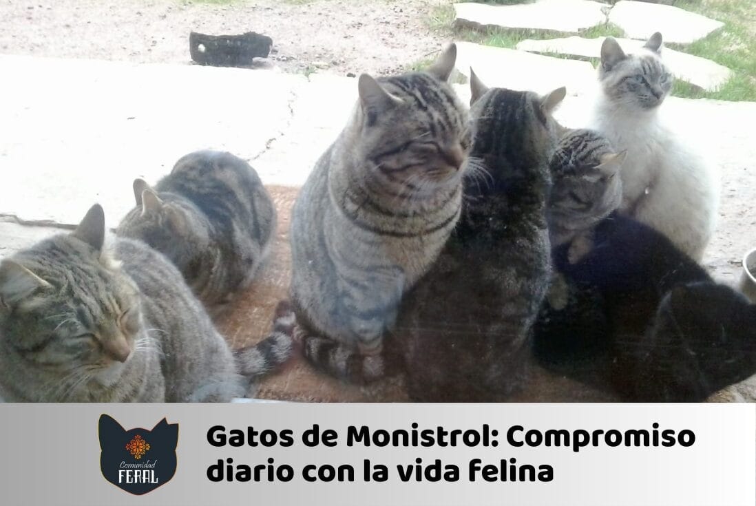 Gatos de Monistrol: compromiso diario con la vida felina.