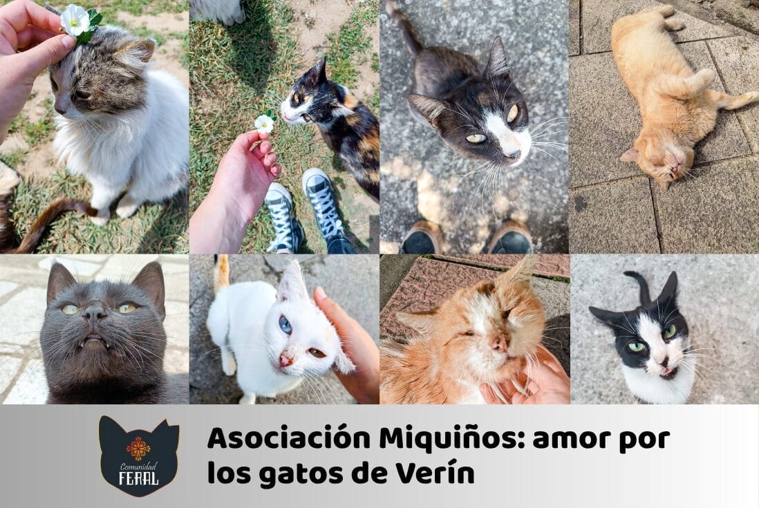 ​​Asociación Miquiños amor por los gatos de Verín