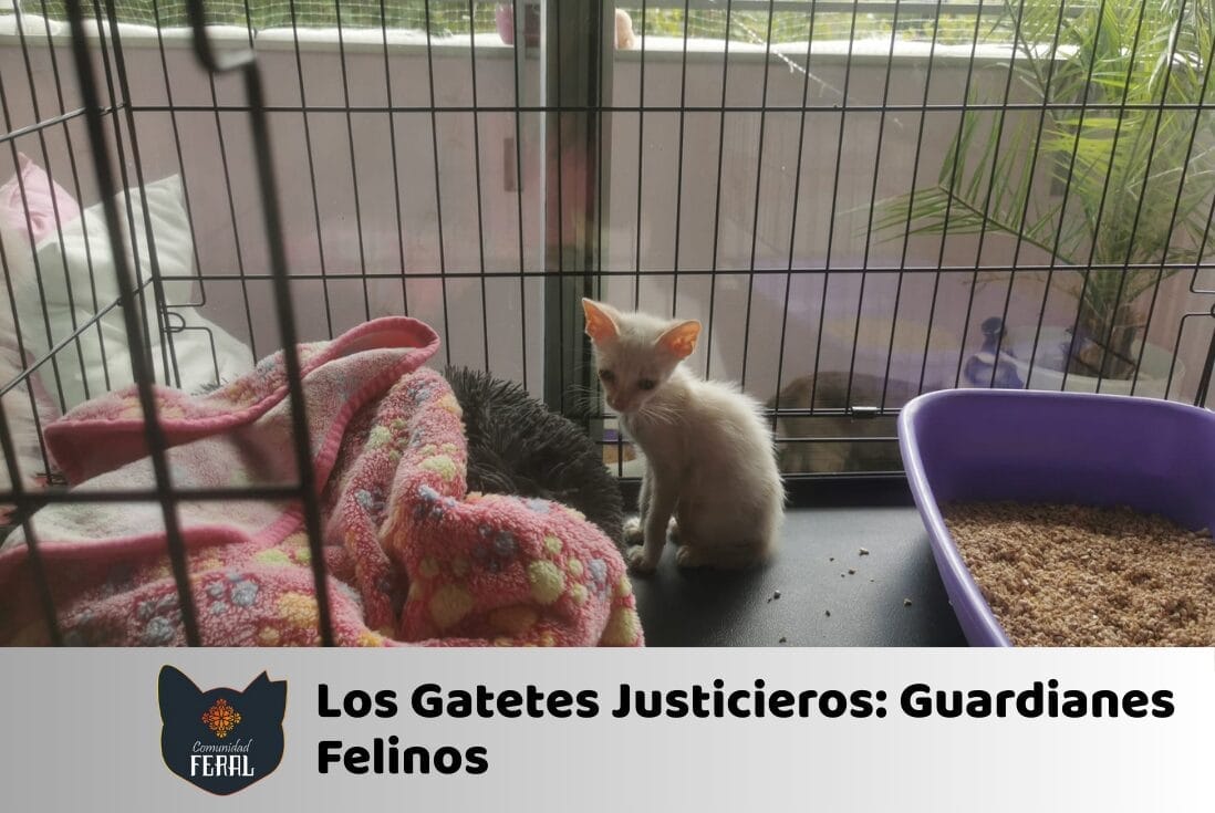 Los Gatetes Justicieros