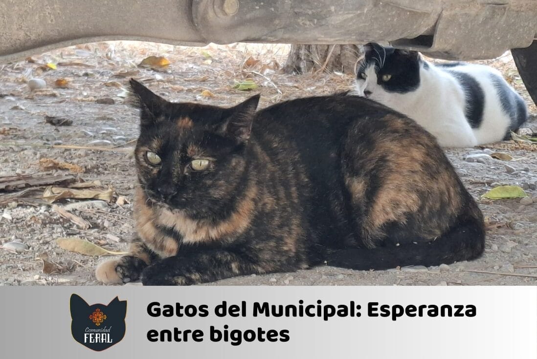 Gatos del Municipal, Socio de la Comunidad Feral