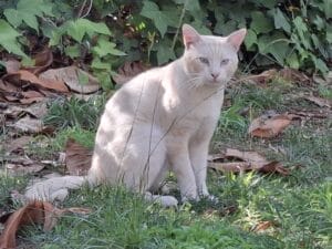 Los gatos de Municipal