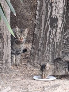 Los gatos de Municipal
